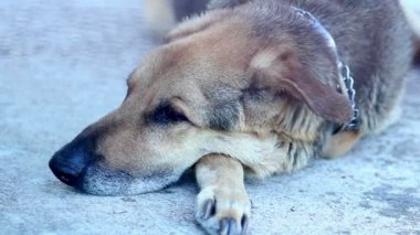 Köpek yerde uyuyor.