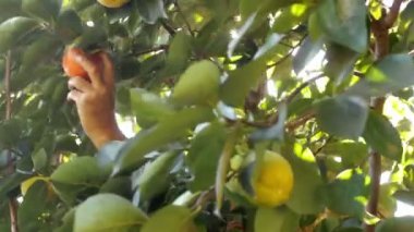 Çiftlik işçisi Diospyros kaki toplama