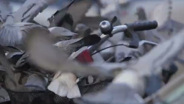 Gołębie jedzą nasion — Wideo stockowe