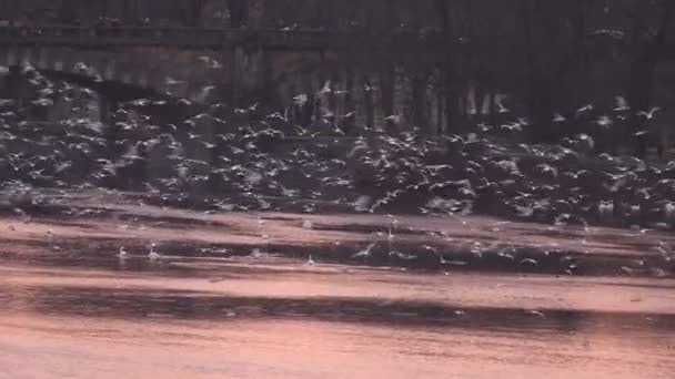 都市河川の飛んでいるカモメ — ストック動画