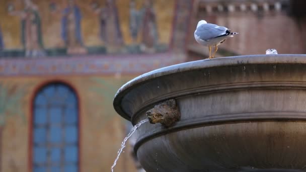 Fuente en Piazza Santa Maria — Vídeos de Stock