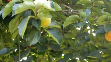 Çiftlik işçisi Diospyros kaki toplama