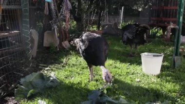 Yerli Türkiye besleme