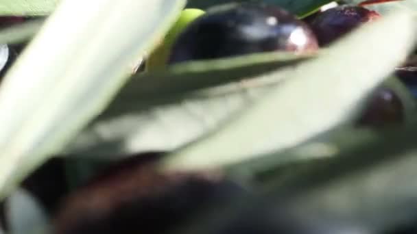 Raccolta di olive fresche — Video Stock