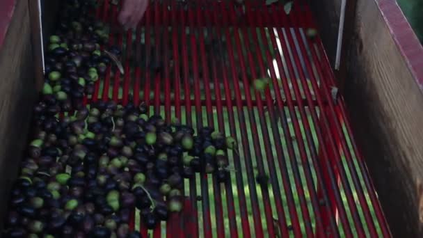 Fresh Olives harvesting — Stock Video