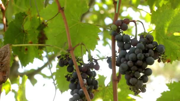 Coltivatore che raccoglie un grappolo d'uva — Video Stock