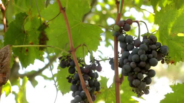 Farmer harvesting a bunch of grapes — Stock Video