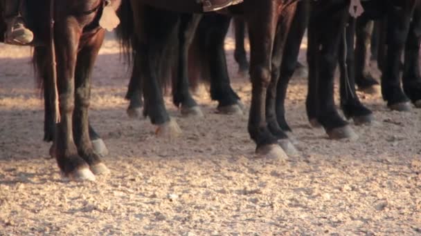 Traditionella evenemang med hästar. Romersk karneval — Stockvideo
