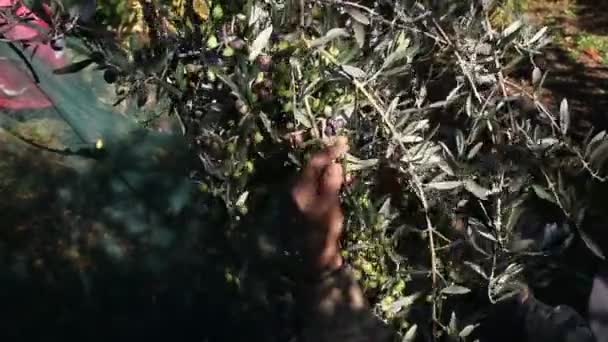 Cosecha de Aceitunas Frescas — Vídeos de Stock