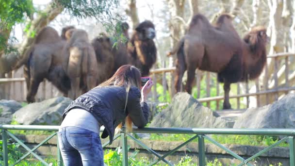 Genç kadın hayvanat bahçesinde yapma video — Stok video