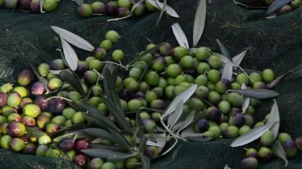 Récolte d'olives fraîches — Video