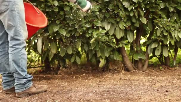 Férfi öntözés a kertben — Stock videók
