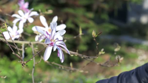 Жінка торкається білої квітки — стокове відео