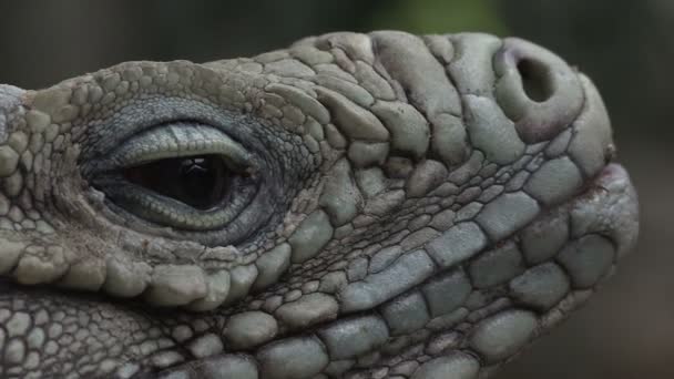 Ojo verde iguana — Vídeo de stock