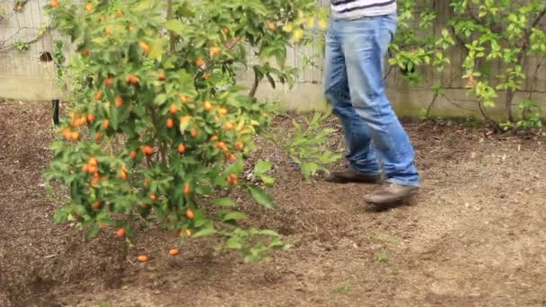 씨앗을 심는 사람 — 비디오