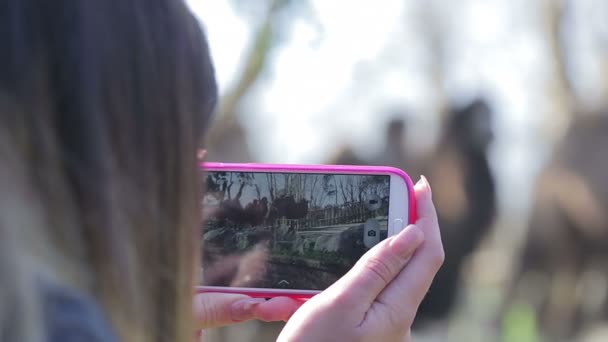 Молодая женщина снимает видео в зоопарке — стоковое видео