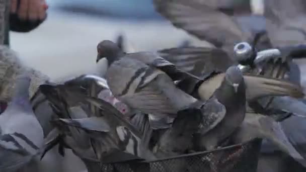 비둘기 씨 먹으십시오 — 비디오