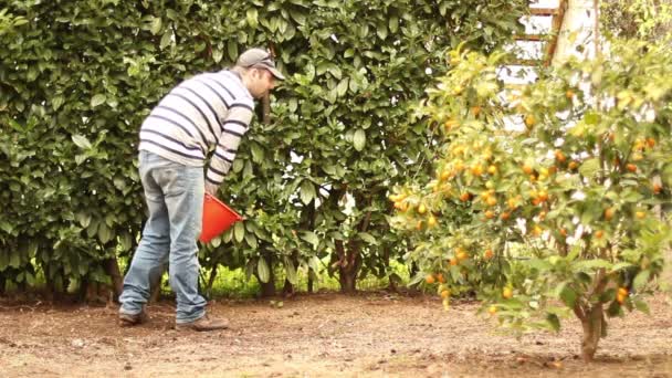 Homem plantando sementes — Vídeo de Stock