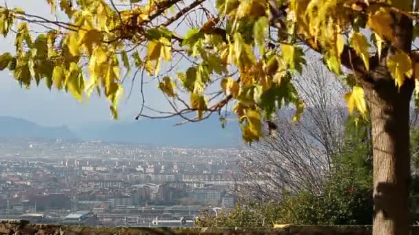 Feuillage coloré dans le parc d'automne — Video