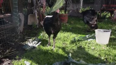 Yerli Türkiye besleme