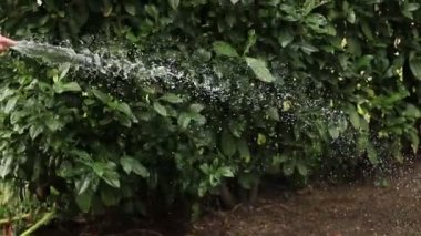 Bahçeyi sulayan adam.