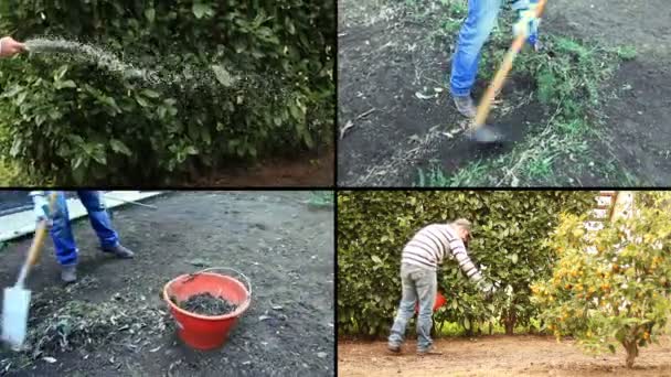 Homme plantant des graines — Video