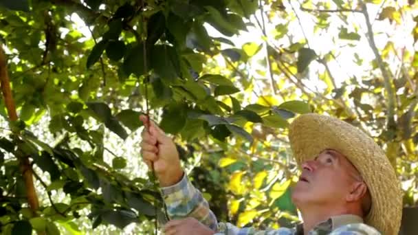 Man plukken van Diospyros kaki — Stockvideo