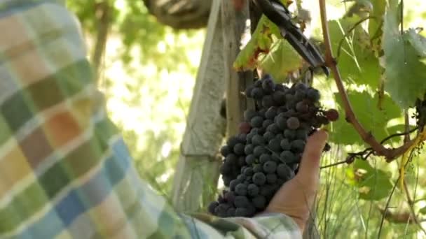 Agricultor cosechando un racimo de uvas — Vídeo de stock