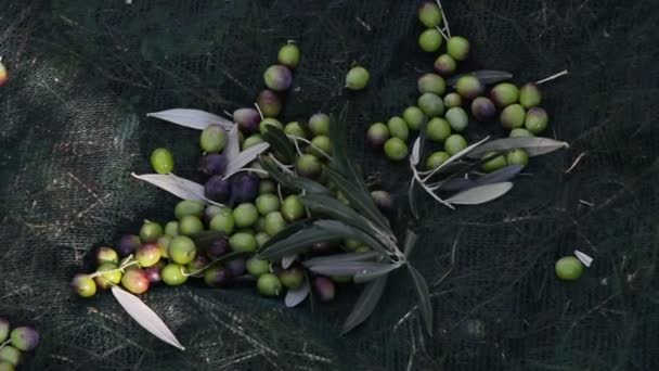 Свіжі оливки збирання врожаю — стокове відео