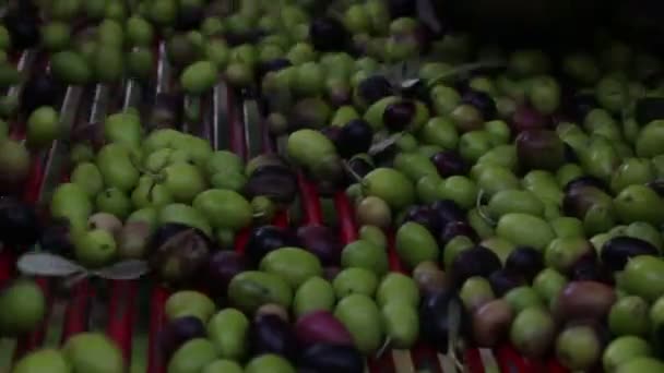 Récolte d'olives fraîches — Video