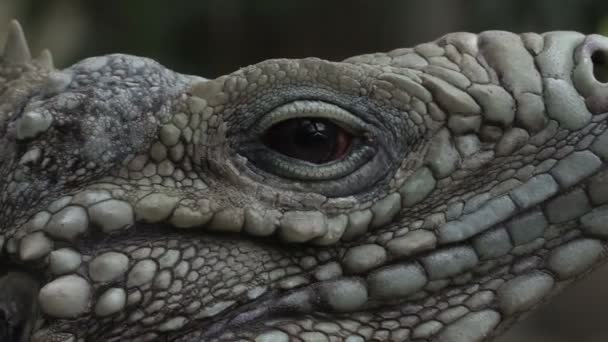 Iguana green eye — Stock Video