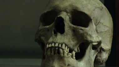 bir müzede eski kafatası