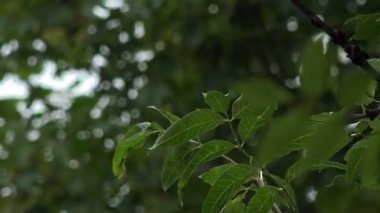 yeşil yaprakları hareket