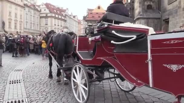 Przewóz z końmi w centrum Pragi — Wideo stockowe