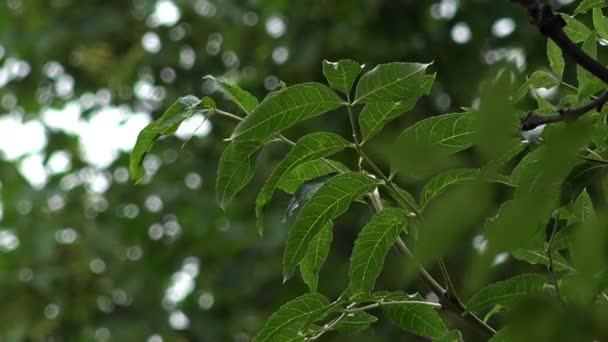 Hojas verdes en movimiento — Vídeos de Stock