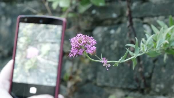 Zdjęcie kwiatów ze smartfonem — Wideo stockowe
