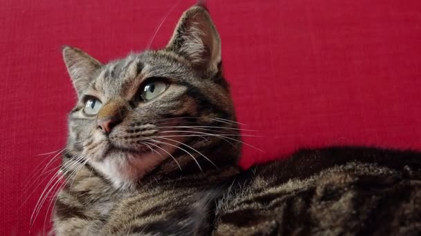 Rolig grå katt på en soffa — Stockvideo