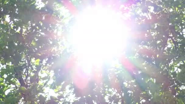 Slunce skrze listy stromu — Stock video