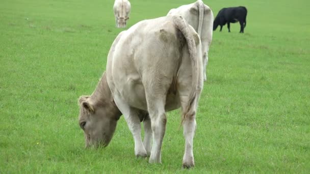 Herd of cattle grazing — Stock Video