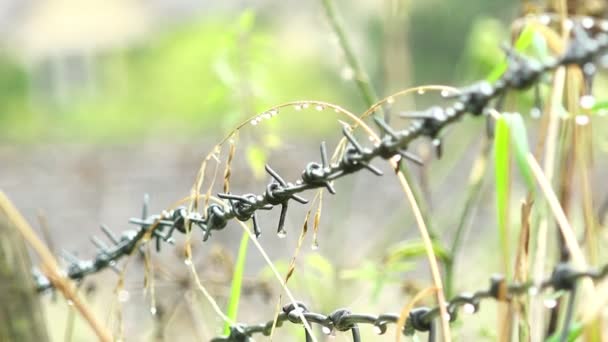 campagne barbelé fil 