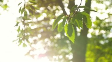 bir ağaç yaprakları sayesinde güneş ışınlarının