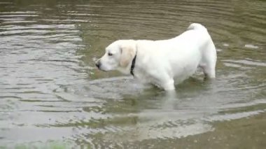 Labrador köpek su