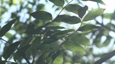 yeşil yaprakları hareket