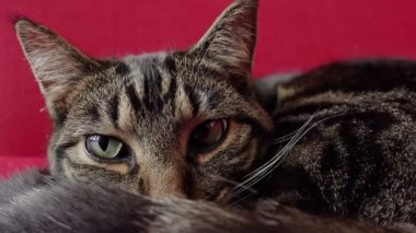 Kedi kırmızı kanepede rahatlatıcı