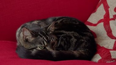 Bir kanepe komik Gri kedi