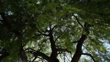 iamong bir söğüt dalları Rüzgar