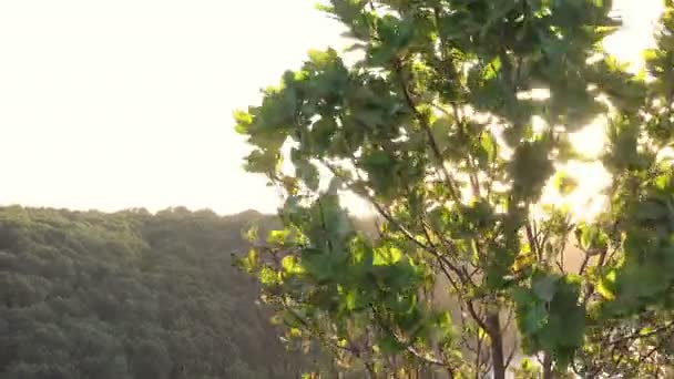 Зеленое дерево, движущееся по ветру — стоковое видео