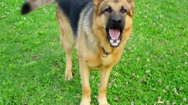 Berger allemand chien aboyant  