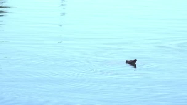 Meeuw in het water — Stockvideo