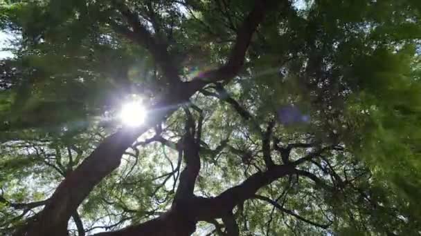 Sun rays among the branches of a willow in a windy day — Stock Footage Sun rays among the branches of a willow in a windy day Stock Footage